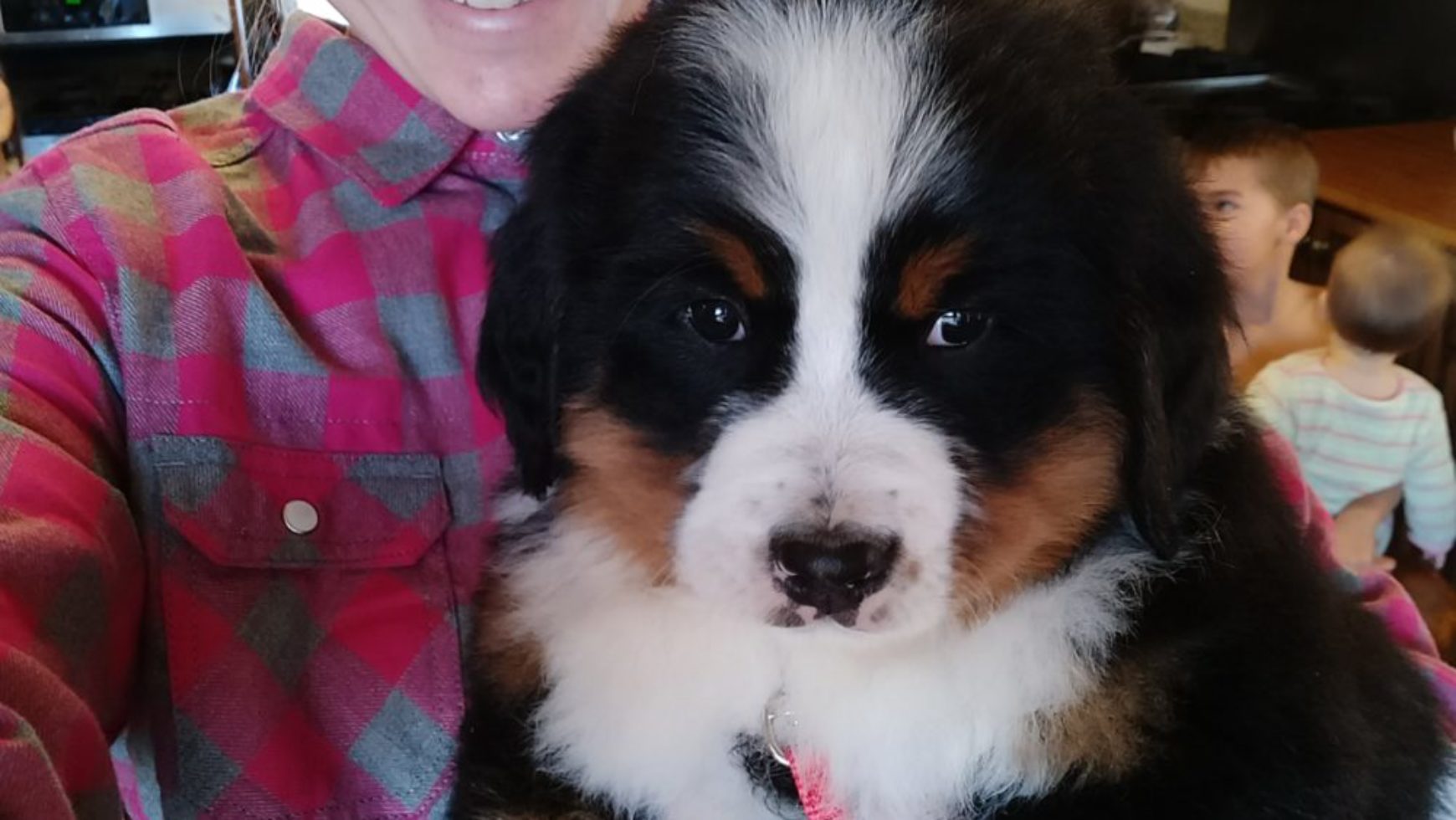 Bernese Mountain Dog Puppy with Sharla