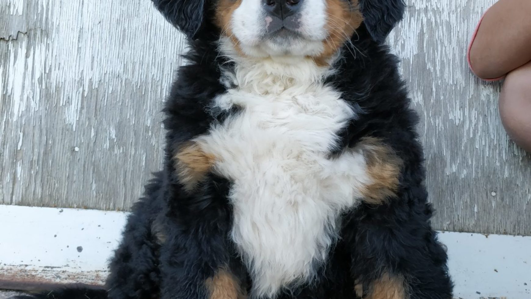Bernese Mountain Dog Puppy Seated