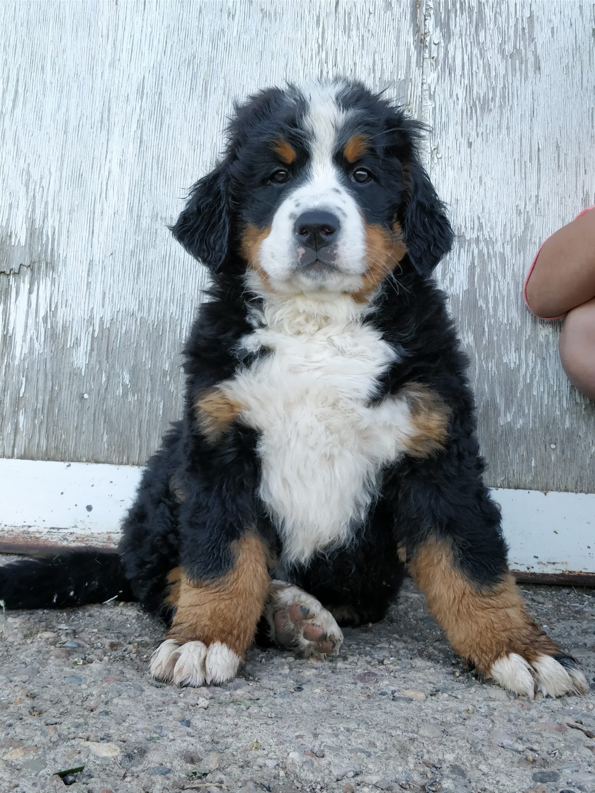 Bernese Mountain Dog Puppy Seated