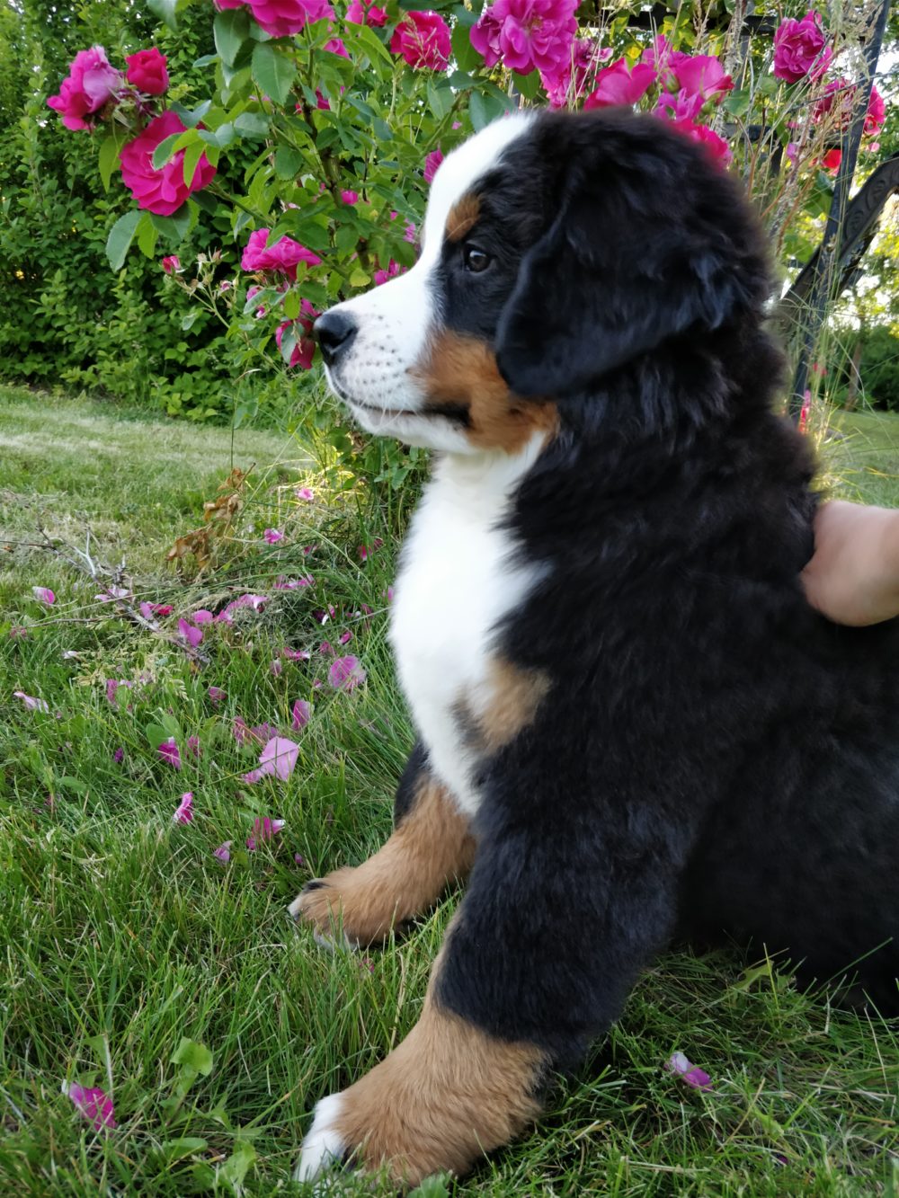 Bernese Mountain Puppy Sideview